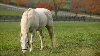 American Quarter Horse Wallpaper Desktop