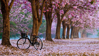 4k Spring Pictures Wallpaper