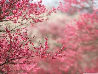 Spring Wallpaper Widescreen At Landscape Monodomo
