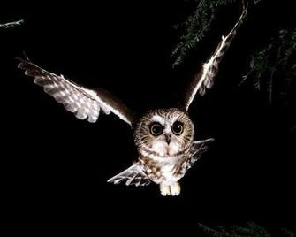 Most Amazing Animals Wallpaper Worlds