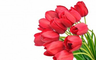 Tulip Flowers Wallpaper HD