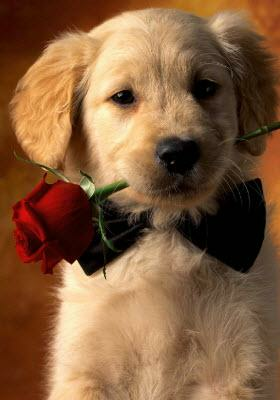 Puppy Dogs HD Desktop Image Wallpaper Hasnat