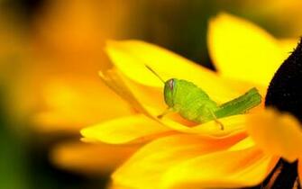 Grasshopper Computer Wallpaper Desktop Background