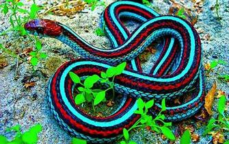 Snake Wallpaper Desktop