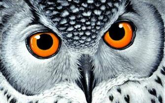 Owl Wallpaper