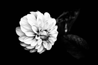 A Stunning Black And White Flower Wallpaper