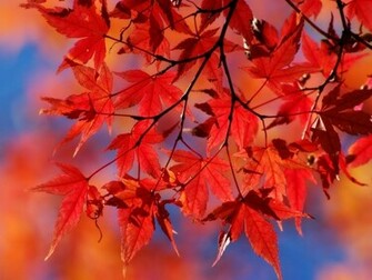 Red Leaves Wallpaper