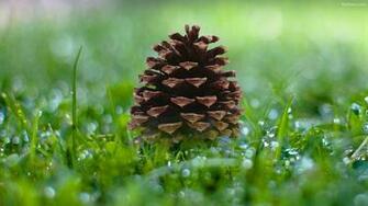 Pine Cone Wallpaper HD Background Image Pics Photos