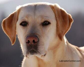 Labrador Center Retriever Desktop And Background Image