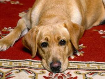 Yellow Lab Wallpaper Jpg
