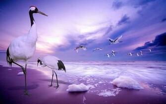 HD Wallpaper New