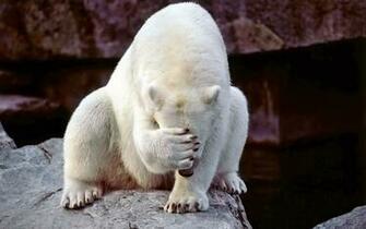 The Embarrassed Polar Bear Wallpaper