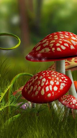 Mushroom Wallpaper Enjpg