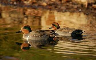Waterfowl Wallpaper