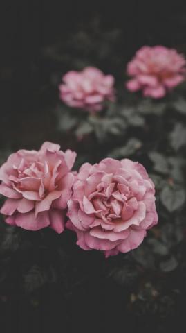 Peony Phone Wallpaper