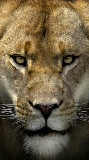 Lion Face Wallpaper