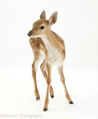 Fallow Deer Fawn Photo Wp29429