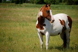 American Paint Horse Wallpaper