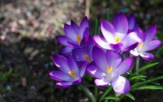 Flowers Wallpaper Purplecrocus Desktop Purple