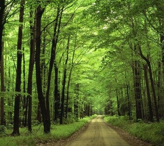 Forest Green HD Nature Wallpaper Full
