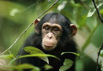 Chimpanzee HD Wallpaper 7wallpaper Net