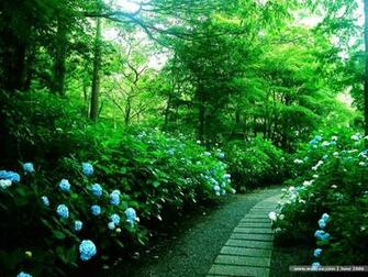 Hydrangea Flowers Blooming Wallpaper