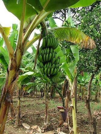 Banana Tree HD Wallpaper Image Trees