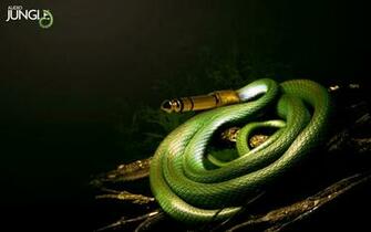 Wallpaper Of Jungle Background Theme