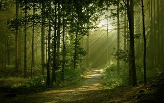 Description Beautiful Forest Wallpaper In
