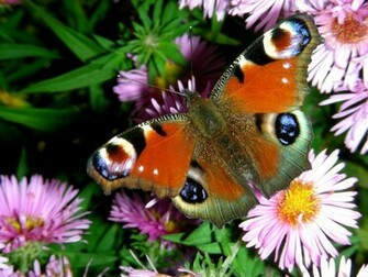 Beautiful Butterflies Wallpaper