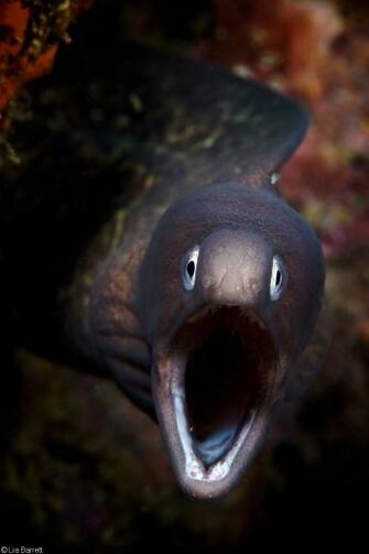 Photographing Eels