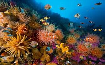 Coral Reef Live Wallpaper Android Apps On Google Play