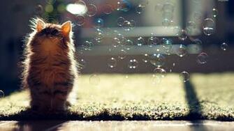 Bubbles 3d Wallpaper HD Desktop Background