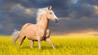 Palomino Horse UHD 4k Wallpaper
