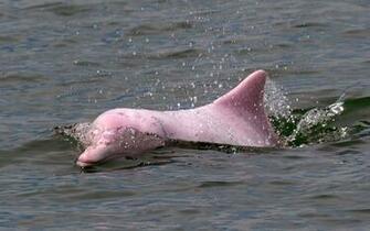 Pink Dolphin Wallpaper Best And Fine Collection Of HD In