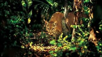 Forest Animals Wallpaper
