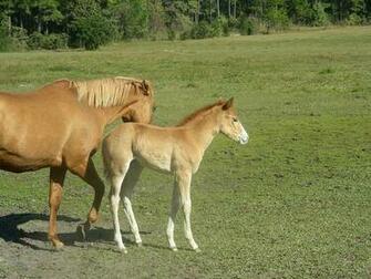 Quarter Horses Buckskin