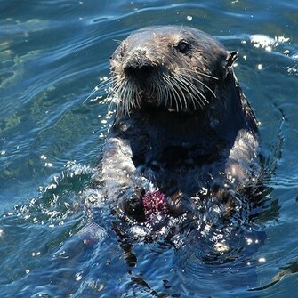 Sea Otter Pictures Wallpaper Of