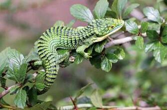 Lizards Image Alligator Lizard Wallpaper And Background
