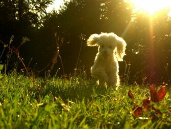 Poodle Wallpaper Desktop