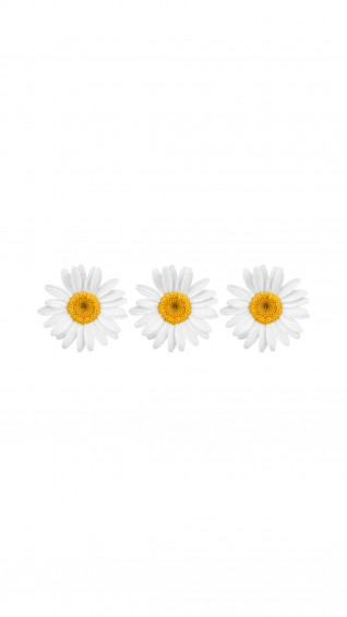 White Flower iPhone Wallpaper