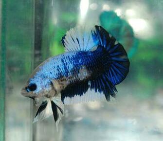 Beta Fish Wallpaper HD Background Desktop