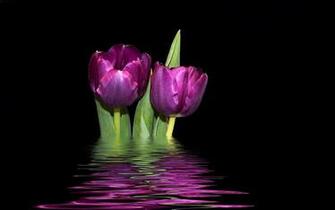 Purple Tulips Background