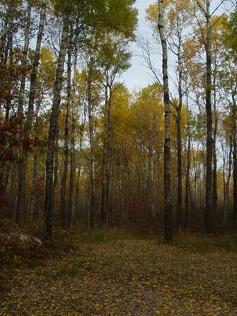 Photos Autumn In Northern Minnesota Moving To Dom