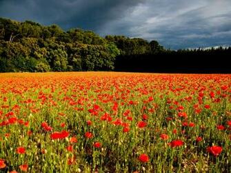 Summer Field Wallpaper