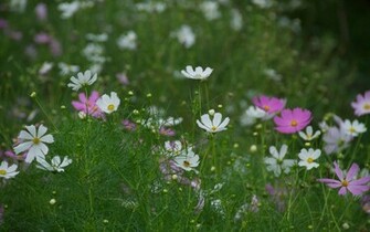 Wild Flowers Wallpaper