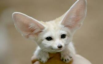 Cute Big Ears Wallpaper Myspace Background