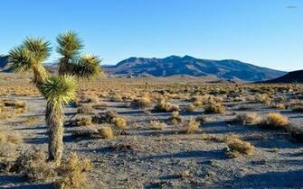 Joshua Tree National Park Wallpaper