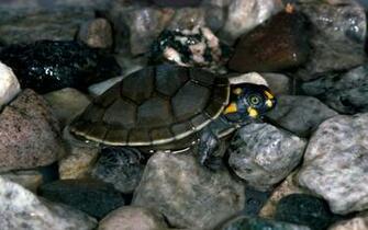 Description Baby Turtles Animal Wallpaper In