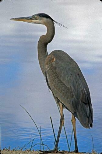 Pin Great Blue Heron Wildlife Wallpaper Desktop